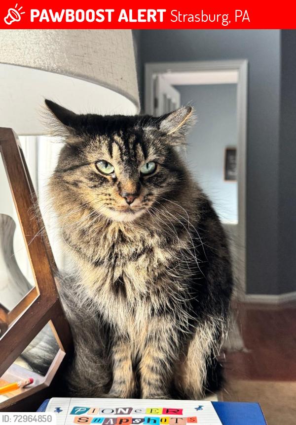 Lost Female Cat last seen CrossKeys Dr and Precision Ave, Strasburg, PA 17579