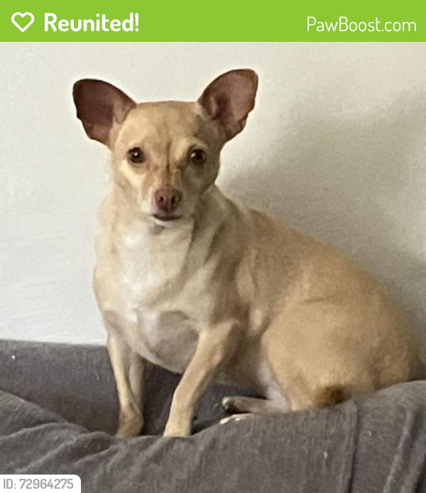 Reunited Female Dog last seen 5th & Iron & 6th st , Albuquerque, NM 87102