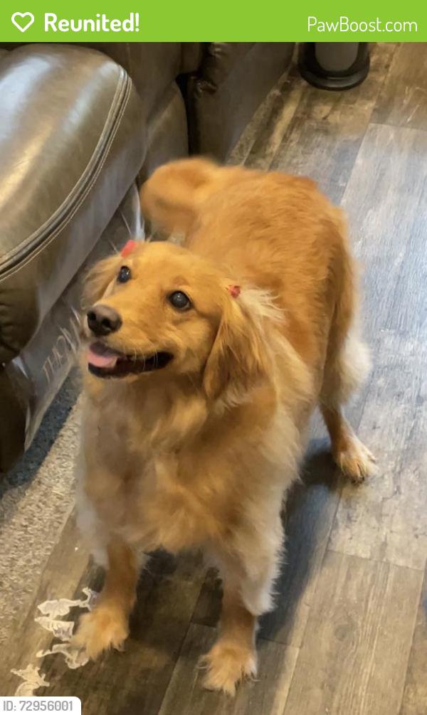 Reunited Female Dog last seen W Shirley circle Memphis , Memphis, TN 38127