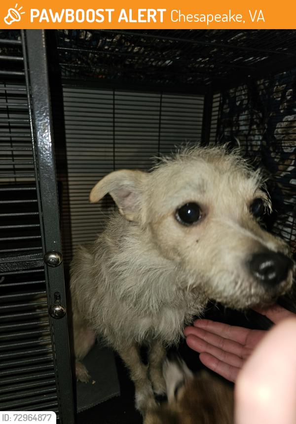 Found/Stray Male Dog last seen Wickford dr and wickford Ct, Chesapeake, VA 23320