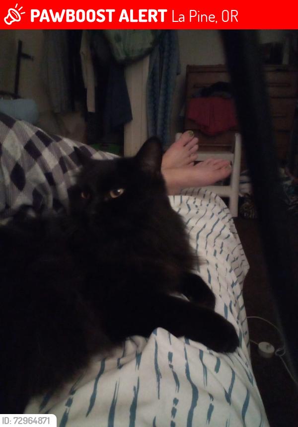 Lost Female Cat last seen Andrews, day road green forest old mill , La Pine, OR 97739