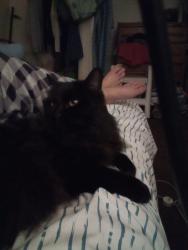 Lost Female Cat last seen Andrews, day road green forest old mill , La Pine, OR 97739