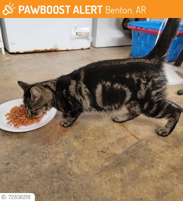 Found/Stray Female Cat last seen Military road benton, Benton, AR 72018