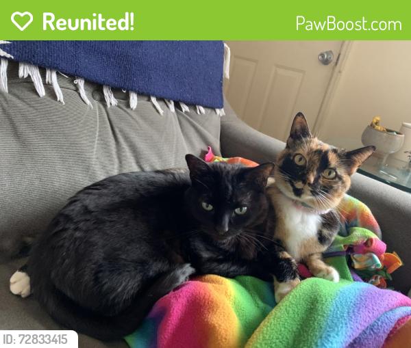 Reunited Female Cat last seen Jeff waters circle in Longs, Longs, SC 29568