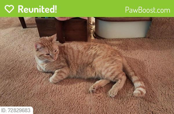 Reunited Male Cat last seen Biltmore Dr near Cooper Rd, just north of Irondequoit High School, Irondequoit, NY 14617