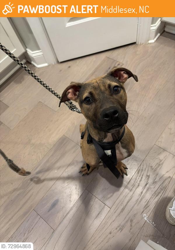 Found/Stray Female Dog last seen found around the hses near crockers nub road, Middlesex, NC 27557