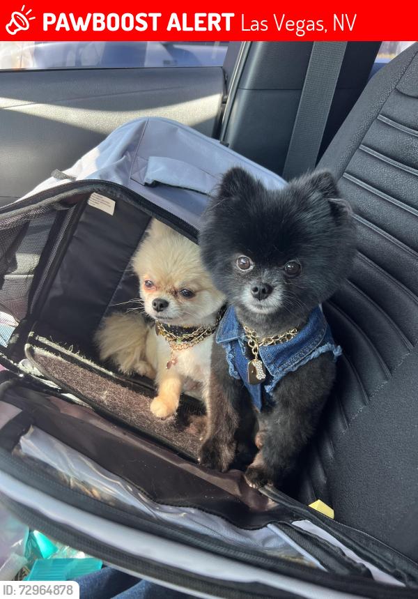 Lost Female Dog last seen Durango Dr, Las Vegas, NV 89149