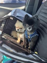 Lost Female Dog last seen Durango Dr, Las Vegas, NV 89149