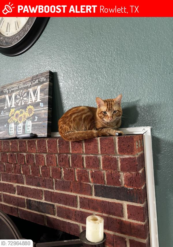 Lost Male Cat last seen Post Oak and Charleston, Rowlett, TX 75089