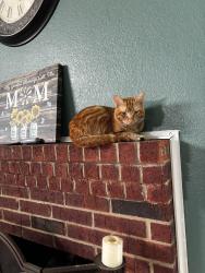 Lost Male Cat last seen Post Oak and Charleston, Rowlett, TX 75089