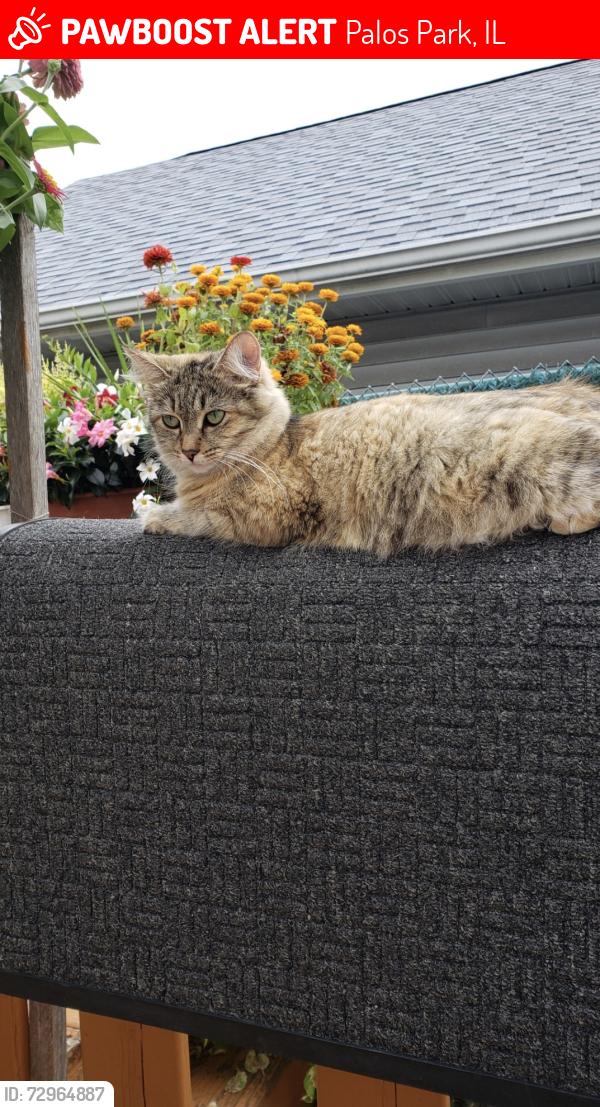Lost Female Cat last seen Palos West, 104th, Palos Park, IL 60464