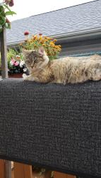 Lost Female Cat last seen Palos West, 104th, Palos Park, IL 60464