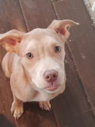 Lost Female Dog last seen Tram rd and 321, Dayton, TX 77535