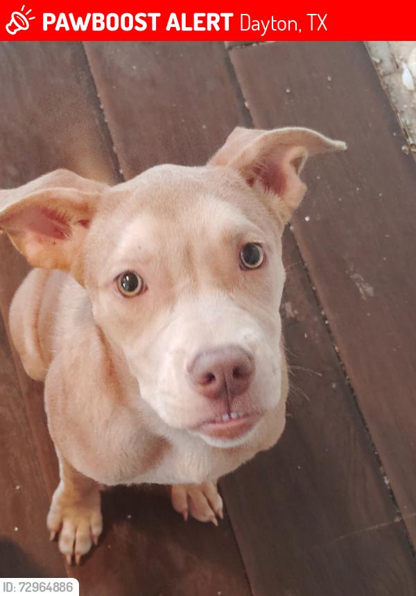 Lost Female Dog last seen Tram rd and hwy 321, Dayton, TX 77535