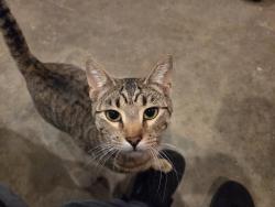 Lost Female Cat last seen West 7th & Watson , Saint Paul, MN 55102