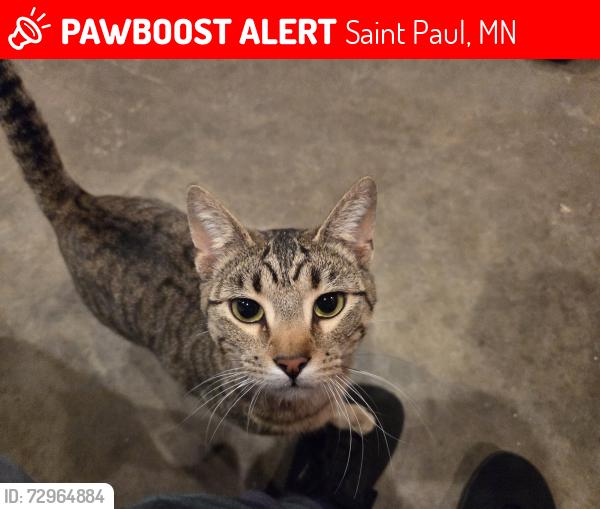 Lost Female Cat last seen West 7th & Watson , Saint Paul, MN 55102