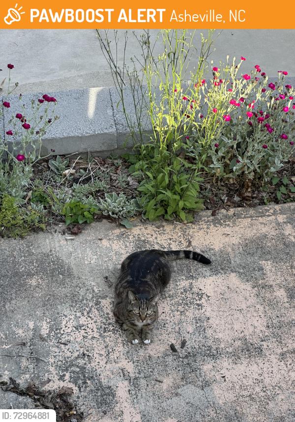 Found/Stray Female Cat last seen Brevard Rd and Olney Rd West Asheville, Asheville, NC 28806