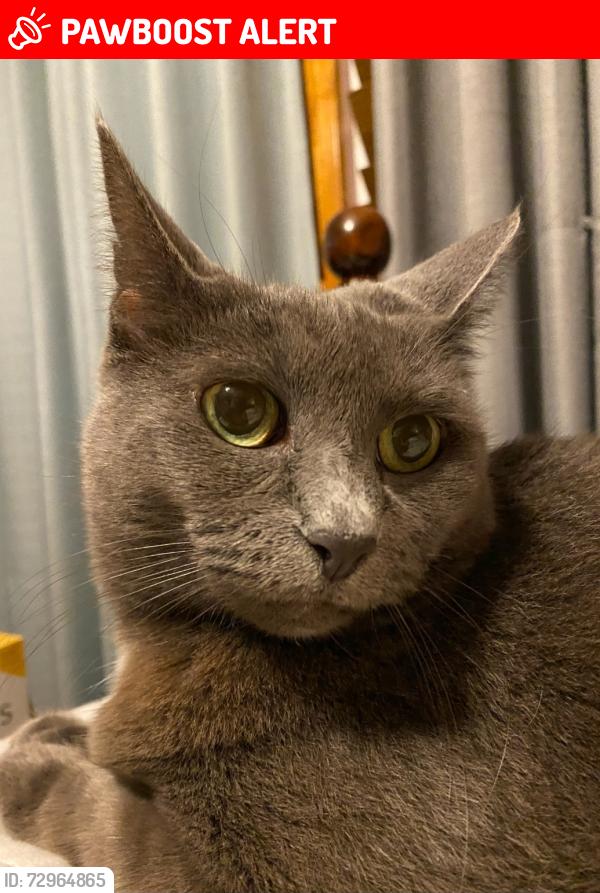 Lost Female Cat last seen Laurelwood Road neighborhood, Turner & Belmont Road, Chesterfield County, VA 23234