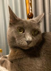 Lost Female Cat last seen Laurelwood Road neighborhood, Turner & Belmont Road, Chesterfield County, VA 23234