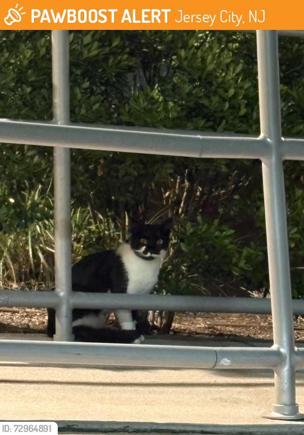 Found/Stray Unknown Cat last seen https://maps.app.goo.gl/waoQdMtTfZWQcrwS7?g_st=ic, Jersey City, NJ 07310