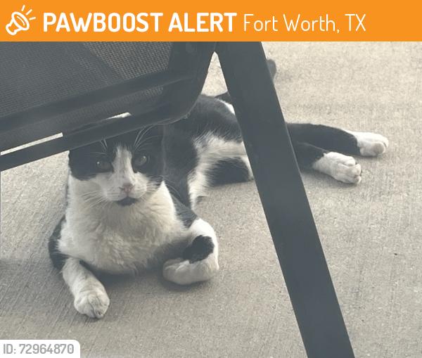 Found/Stray Unknown Cat last seen Bella Lago and Old Denton Road, Fort Worth, TX 76177