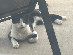 Found/Stray Unknown Cat last seen Bella Lago and Old Denton Road, Fort Worth, TX 76177