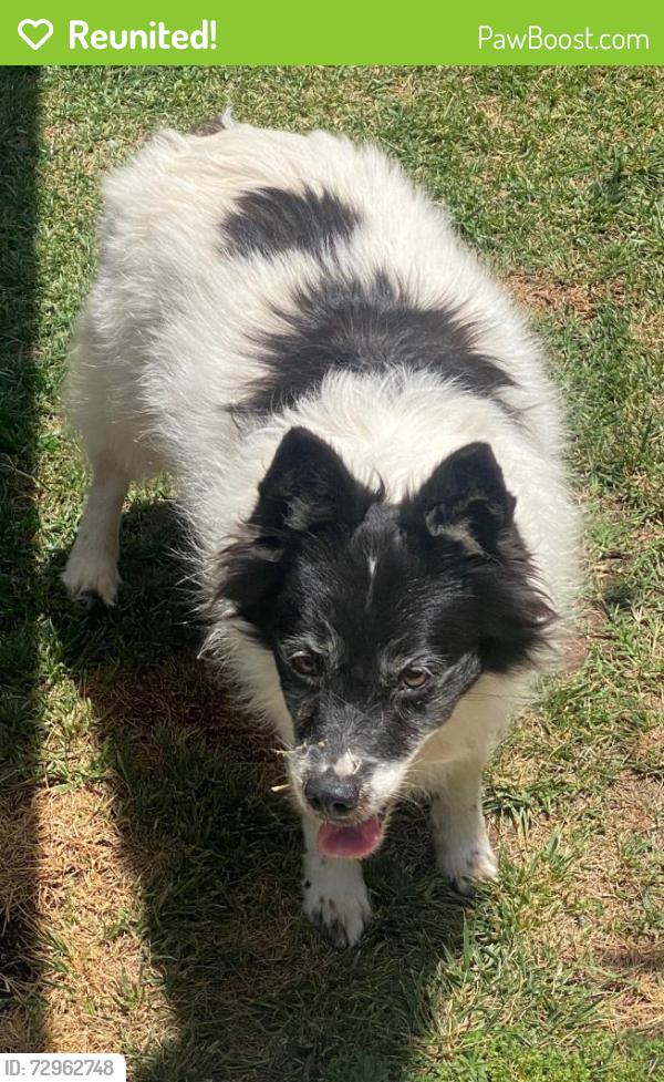 Reunited Unknown Dog last seen Brookhurst and La Palma , Anaheim, CA 92801