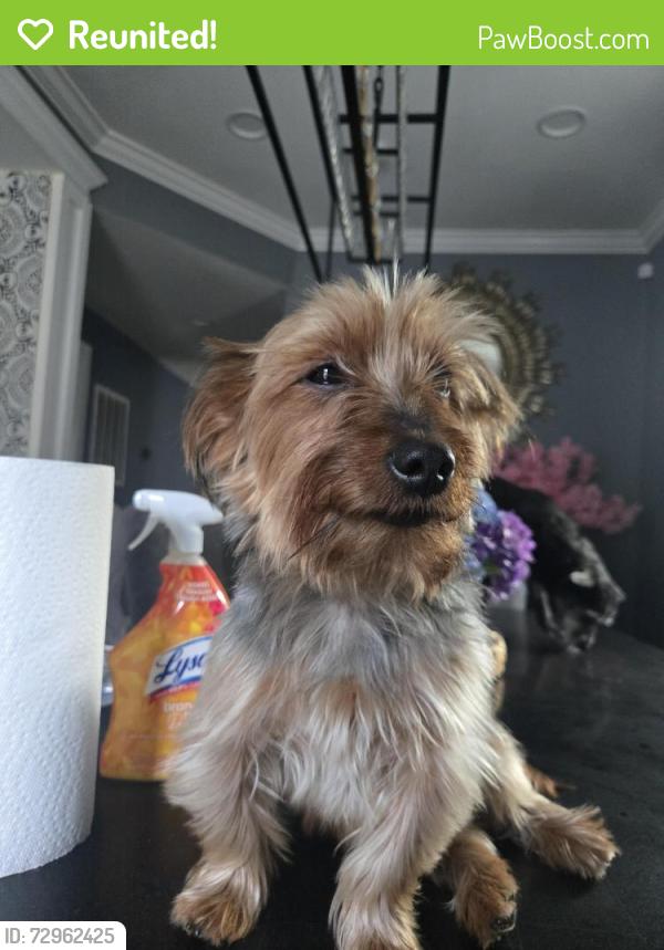 Reunited Male Dog last seen Nearest broadway, Newark, NJ 07104