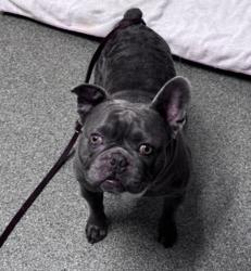 Shelter Stray Male Dog last seen S Maple Street, Escondido, CA, 92025, Escondido, CA 92027