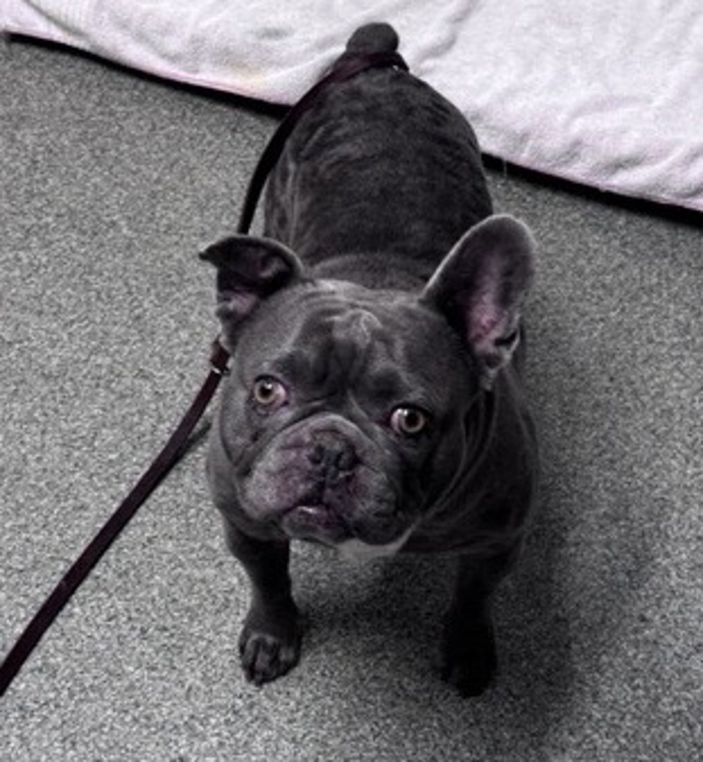 Shelter Stray Male Dog last seen S Maple Street, Escondido, CA, 92025, Escondido, CA 92027