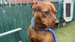 Shelter Stray Female Dog last seen Near E 169th Street, BRONX, NY, 10452, New York, NY 10029