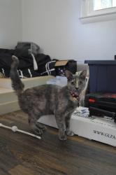 Lost Female Cat last seen Spainhour rd & Brighton dr, Main st &Moore rd, King, NC 27021
