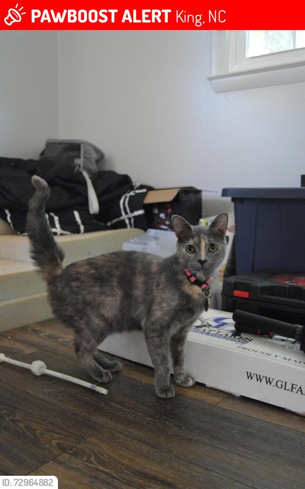 Lost Female Cat last seen Spainhour rd & Brighton dr, Main st &Moore rd, King, NC 27021