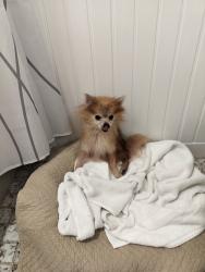 Found/Stray Female Dog last seen Neighborhood not far from Publix on 103rd st, Jacksonville, FL 32244