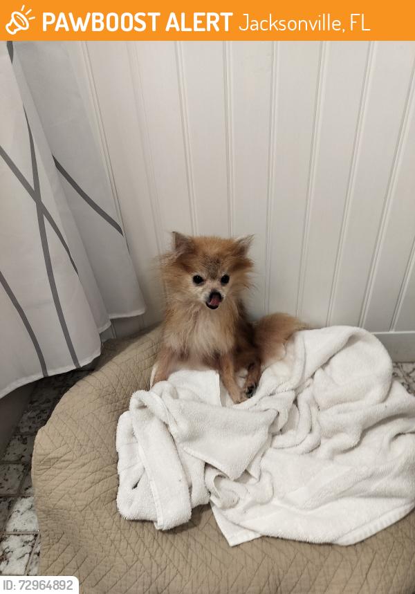 Found/Stray Female Dog last seen Neighborhood not far from Publix on 103rd st, Jacksonville, FL 32244