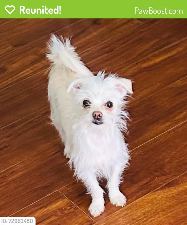 Reunited Male Dog last seen Ave M-12 & 154th St. East, Lake Los Angeles, CA 93591