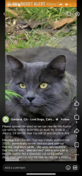 Lost Male Cat last seen Cornell avenue albany 94706, Albany, CA 94530