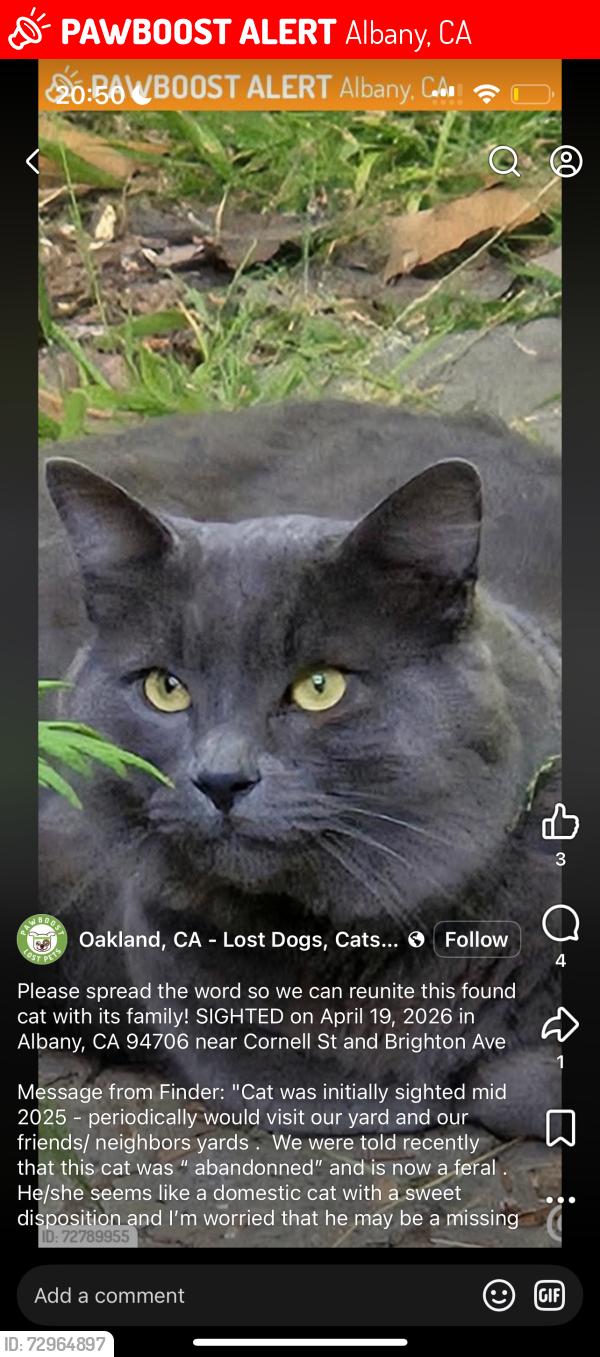 Lost Male Cat last seen Cornell avenue albany 94706, Albany, CA 94530