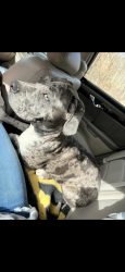 Lost Male Dog last seen Upper Big Creek , Aka Upper MudRiver, Branchland, WV 25506