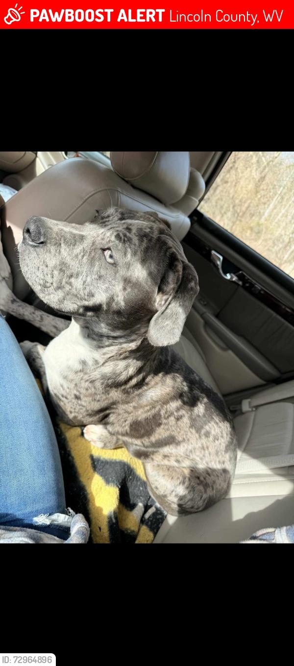 Lost Male Dog last seen Upper Big Creek , Aka Upper MudRiver, Branchland, WV 25506