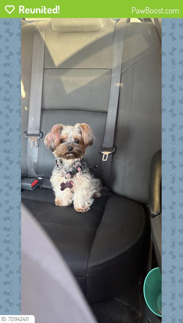 Reunited Female Dog last seen Mcree street / big spring street, Forney, TX 75126