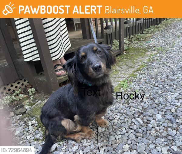 Found/Stray Male Dog last seen Jones Creek Rd, Blairsville, GA 30512