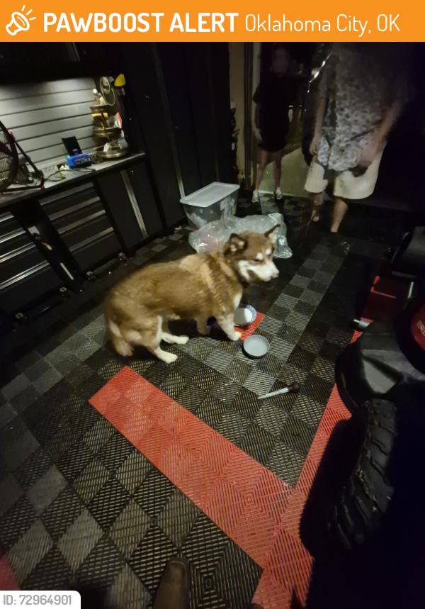 Found/Stray Unknown Dog last seen Sw 4th St & Czech Hall rd, Oklahoma City, OK 73099