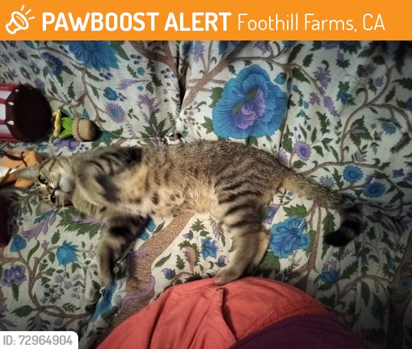 Found/Stray Female Cat last seen Walerga rd, Foothill Farms, CA 95842
