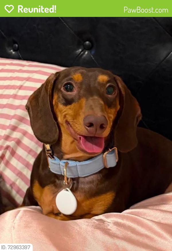 Reunited Male Dog last seen County rd 314, county rd 3001, Jarrell, TX 76537