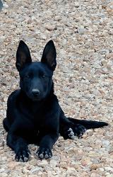 Lost Female Dog last seen Jefferson st and Dakota ave, Midland, TX 79701