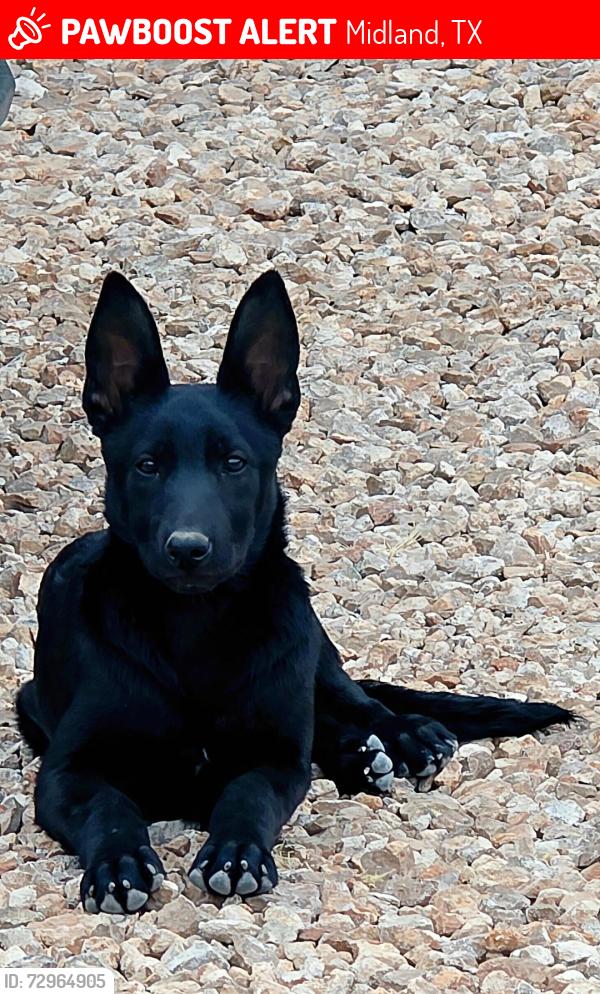 Lost Female Dog last seen Jefferson st and Dakota ave, Midland, TX 79701