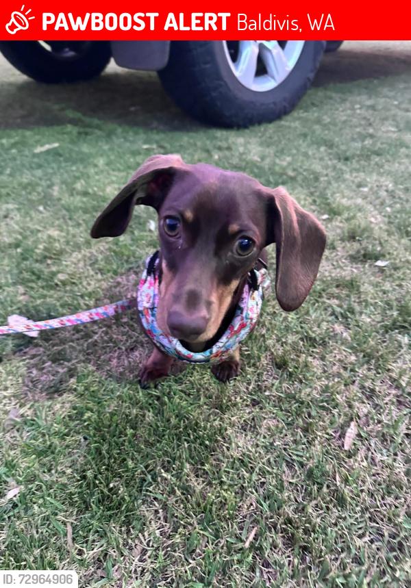 Lost Female Dog last seen Linaker, nadine, Baldivis, WA 6171
