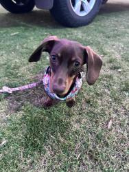 Lost Female Dog last seen Linaker, nadine, Baldivis, WA 6171