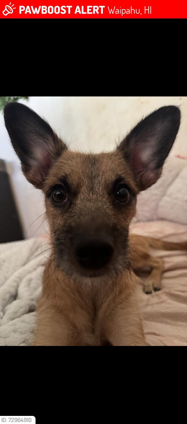 Lost Male Dog last seen near district park closer by the tennis courts cndmnium side, Waipahu, HI 96797